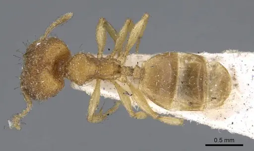 Pheidole parva specimen CASENT0922208 image casent0922208_1