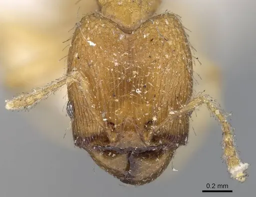 Pheidole parva specimen CASENT0922208 image casent0922208_2