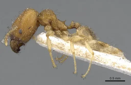 Pheidole parva specimen CASENT0922208 image casent0922208_3