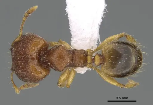 Pheidole parva specimen CASENT0922280 image casent0922280_1