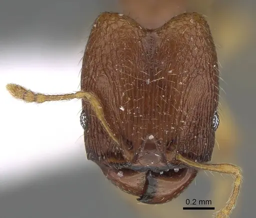 Pheidole parva specimen CASENT0922280 image casent0922280_2