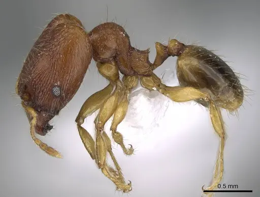 Pheidole parva specimen CASENT0922280 image casent0922280_3