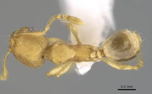 Pheidole parva specimen CASENT0922281 image casent0922281_1