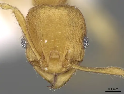 Pheidole parva specimen CASENT0922281 image casent0922281_2