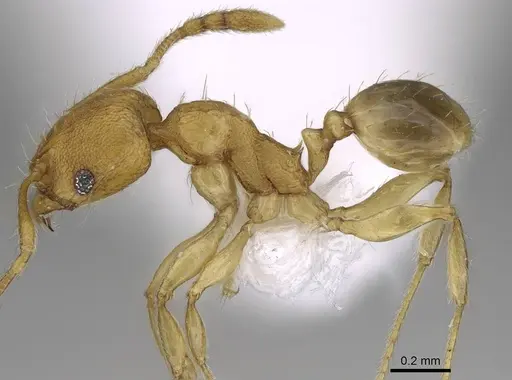Pheidole parva specimen CASENT0922281 image casent0922281_3