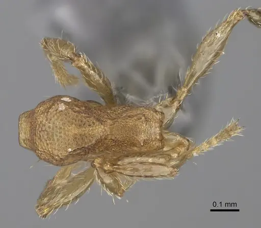 Pheidole parva specimen CASENT0923331 image casent0923331_1
