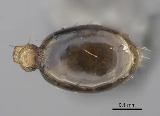 Pheidole parva specimen CASENT0923331 image casent0923331_2