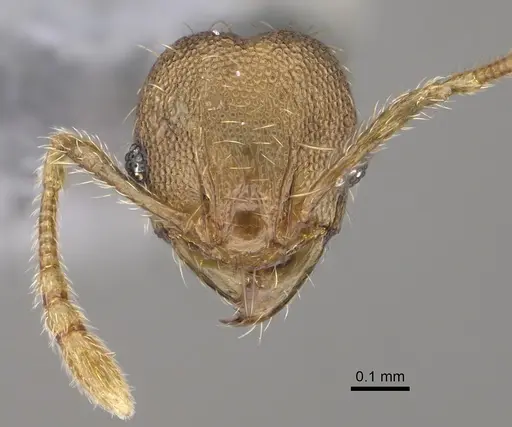 Pheidole parva specimen CASENT0923331 image casent0923331_3