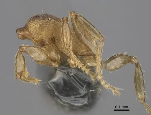 Pheidole parva specimen CASENT0923331 image casent0923331_4