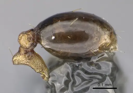 Pheidole parva specimen CASENT0923331 image casent0923331_5