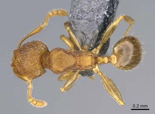 Pheidole parva specimen CASENT0923754 image casent0923754_1