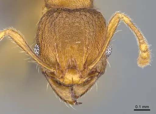 Pheidole parva specimen CASENT0923754 image casent0923754_2