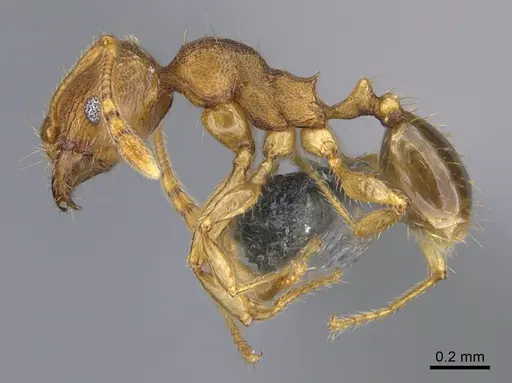 Pheidole parva specimen CASENT0923754 image casent0923754_3