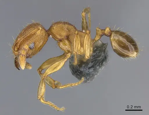 Pheidole parva specimen CASENT0923755 image casent0923755_1