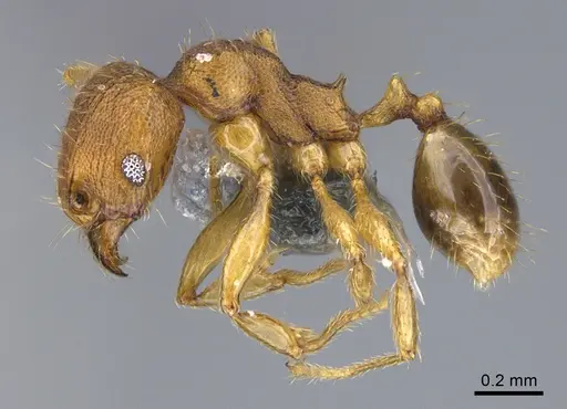Pheidole parva specimen CASENT0923756 image casent0923756_1