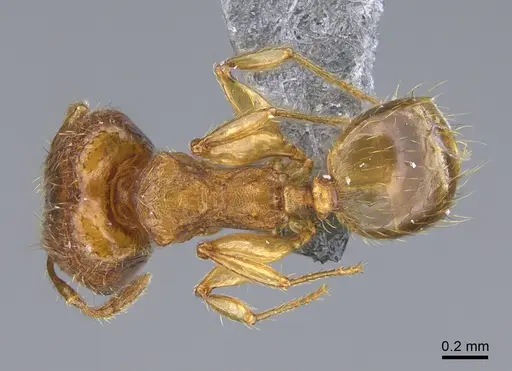 Pheidole parva specimen CASENT0923757 image casent0923757_1