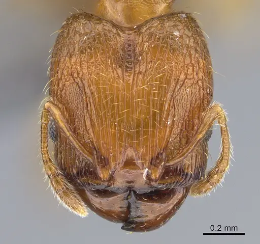 Pheidole parva specimen CASENT0923757 image casent0923757_2