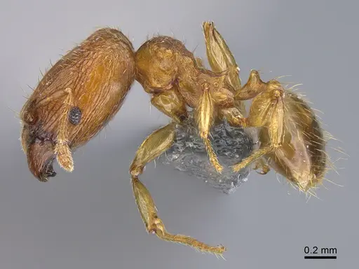 Pheidole parva specimen CASENT0923757 image casent0923757_3