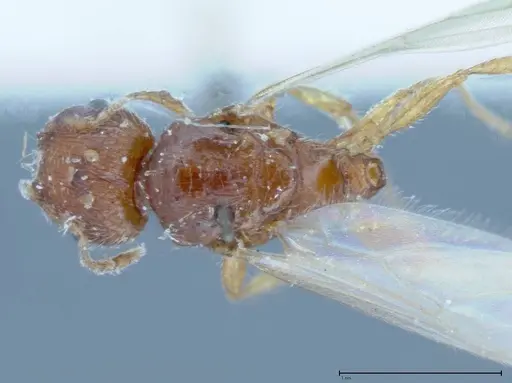 Pheidole parva specimen FOCOL0058 image focol0058_1