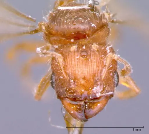 Pheidole parva specimen FOCOL0058 image focol0058_2