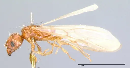 Pheidole parva specimen FOCOL0058 image focol0058_3
