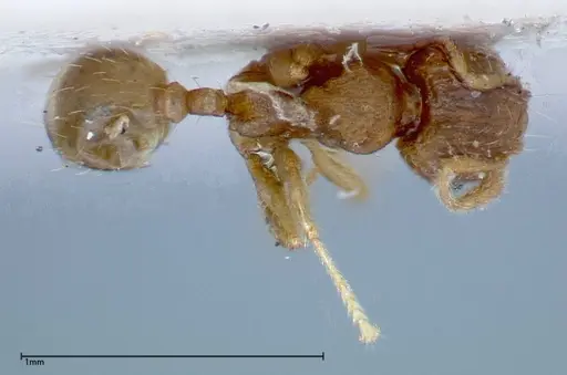 Pheidole parva specimen FOCOL0211 image focol0211_1