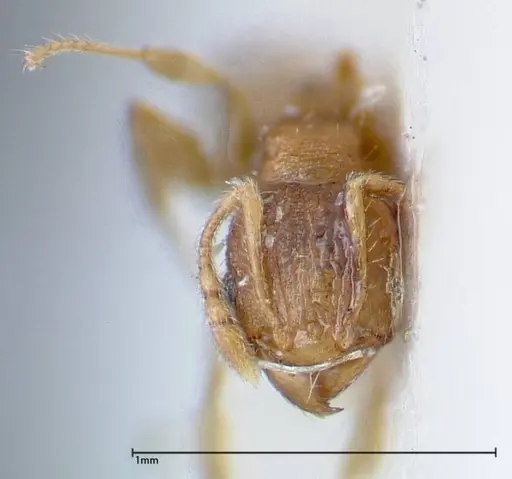 Pheidole parva specimen FOCOL0211 image focol0211_2