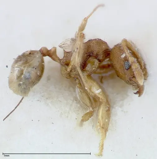 Pheidole parva specimen FOCOL0211 image focol0211_3