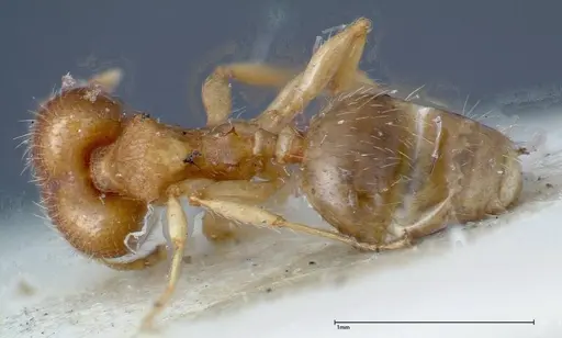 Pheidole parva specimen FOCOL0212 image focol0212_1