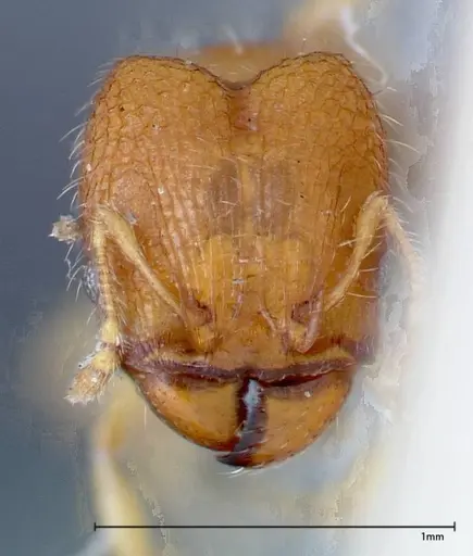 Pheidole parva specimen FOCOL0212 image focol0212_2