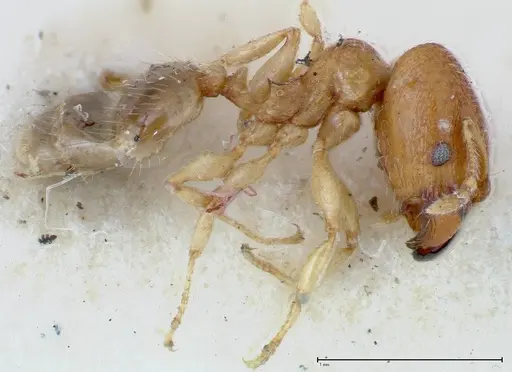 Pheidole parva specimen FOCOL0212 image focol0212_3