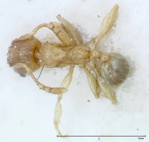 Pheidole parva specimen FOCOL0220 image focol0220_1