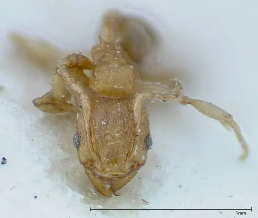 Pheidole parva specimen FOCOL0220 image focol0220_2