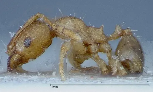 Pheidole parva specimen FOCOL0220 image focol0220_3