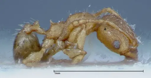 Pheidole parva specimen FOCOL0220 image focol0220_4