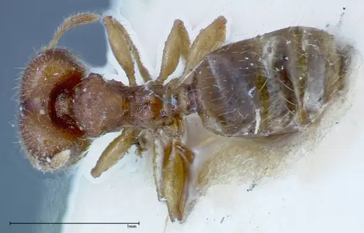 Pheidole parva specimen FOCOL0221 image focol0221_1