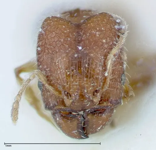 Pheidole parva specimen FOCOL0221 image focol0221_2
