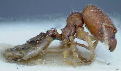 Pheidole parva specimen FOCOL0221 image focol0221_3