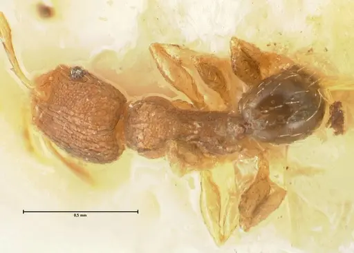 Pheidole parva specimen FOCOL1380 image focol1380_1