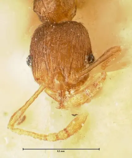 Pheidole parva specimen FOCOL1380 image focol1380_2