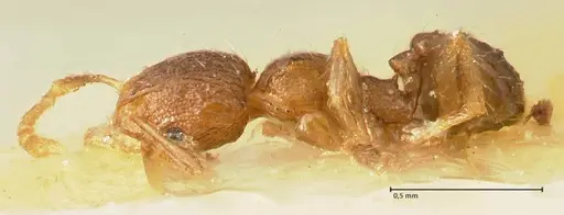 Pheidole parva specimen FOCOL1380 image focol1380_3