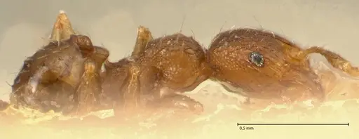Pheidole parva specimen FOCOL1380 image focol1380_4