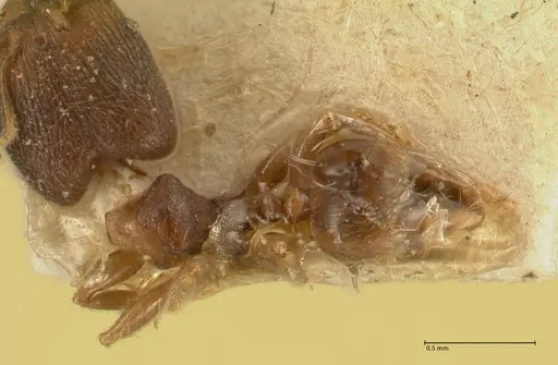 Pheidole parva specimen FOCOL1381 image focol1381_1