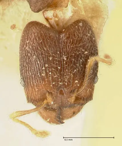 Pheidole parva specimen FOCOL1381 image focol1381_2
