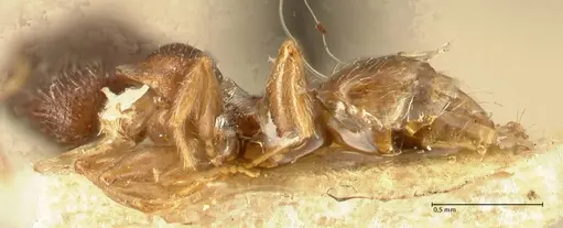 Pheidole parva specimen FOCOL1381 image focol1381_3