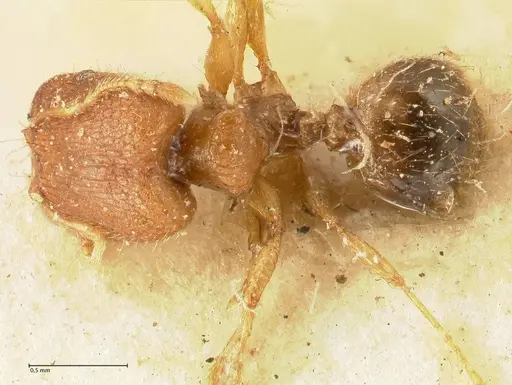 Pheidole parva specimen FOCOL1382 image focol1382_1