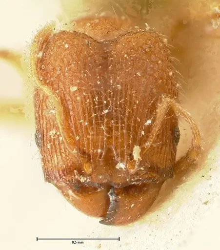 Pheidole parva specimen FOCOL1382 image focol1382_2