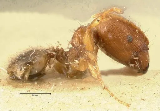 Pheidole parva specimen FOCOL1382 image focol1382_3