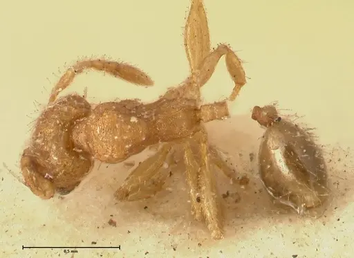 Pheidole parva specimen FOCOL1383 image focol1383_1