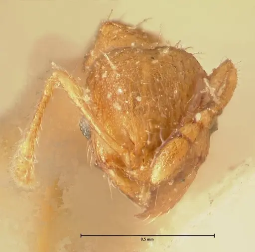 Pheidole parva specimen FOCOL1383 image focol1383_2